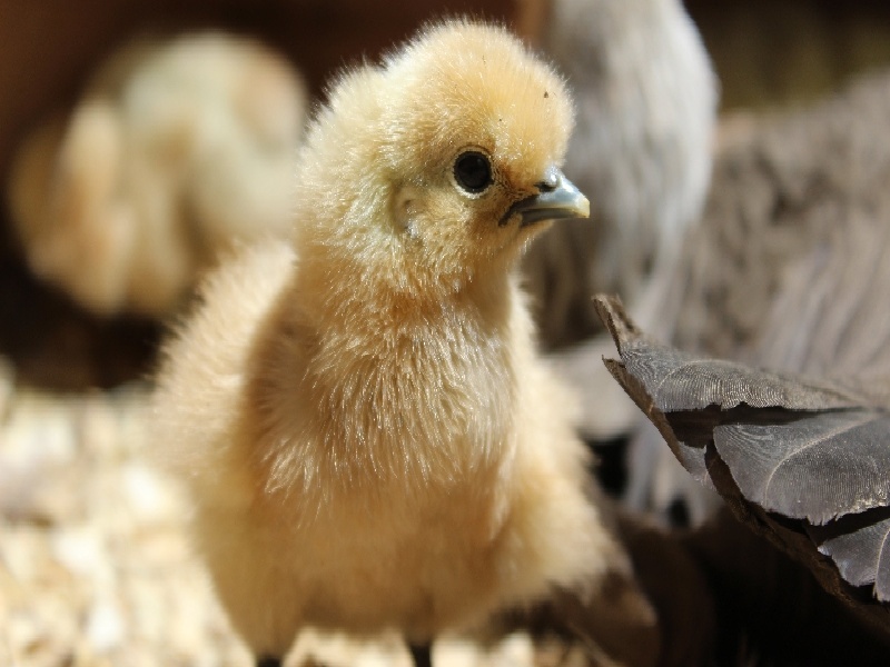 重庆试管代妈公司试管婴儿睡觉姿势稀硫酸试管在哪